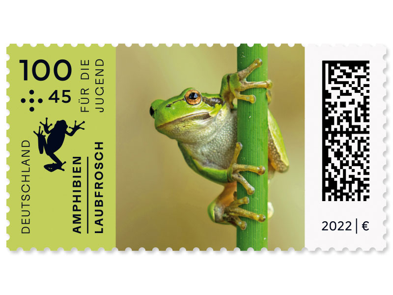 Laubfrosch nach einer Vorlage