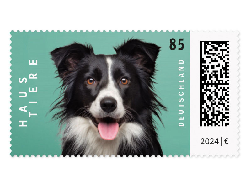 Portrt eines Border Collies